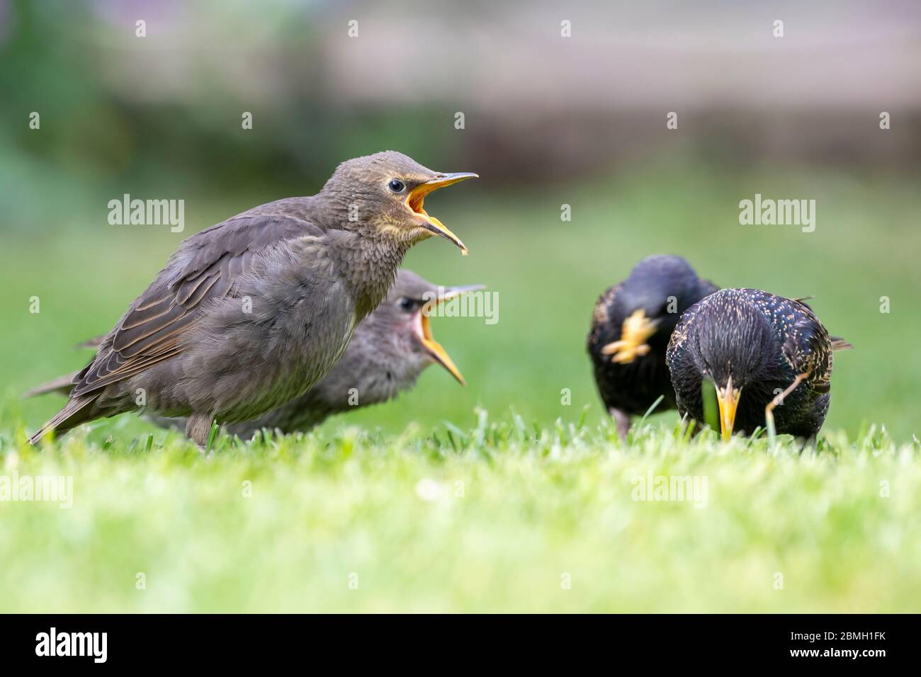I giovani Starlings (Sturnus vulgaris) chiedono di essere nutriti oggi in un caldo pomeriggio di sole. Gli Starling sono di nuova costituzione e seguiranno da vicino gli adulti per il cibo. East Sussex, Regno Unito. Crediti: Ed Brown/Alamy Live News Foto Stock
