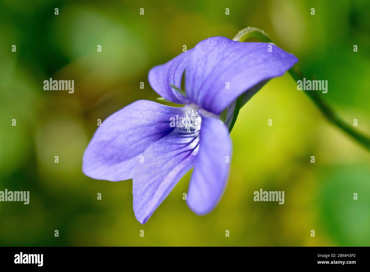 Comune Dog-violetto (viola riviniana), primo piano di un singolo fiore con profondità di campo poco profonda. Foto Stock
