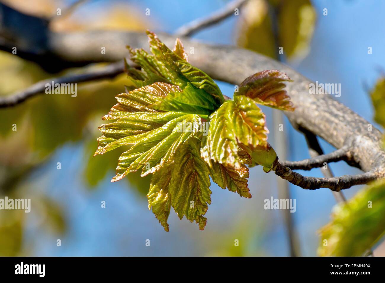 Sycamore (acer pseudoplatanus), primo piano delle foglie, come iniziano a comparire sugli alberi in primavera. Foto Stock