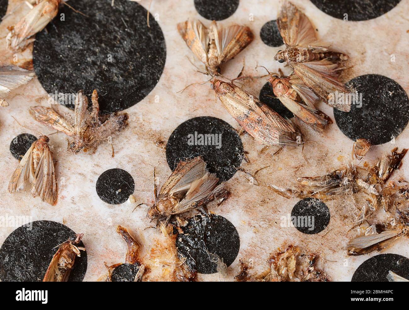 Molte falene morte di Indianmeal intrappolate nella trappola sono insetti che infestano farine di cereali e pasta Foto Stock