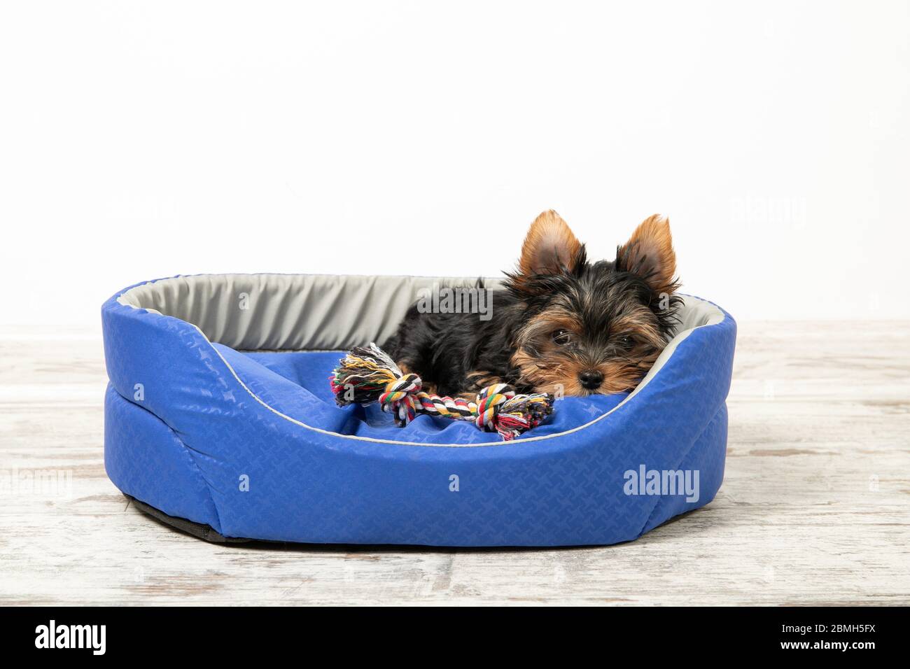 Un cucciolo si trova in una stanza in un letto per cani con un giocattolo Foto Stock