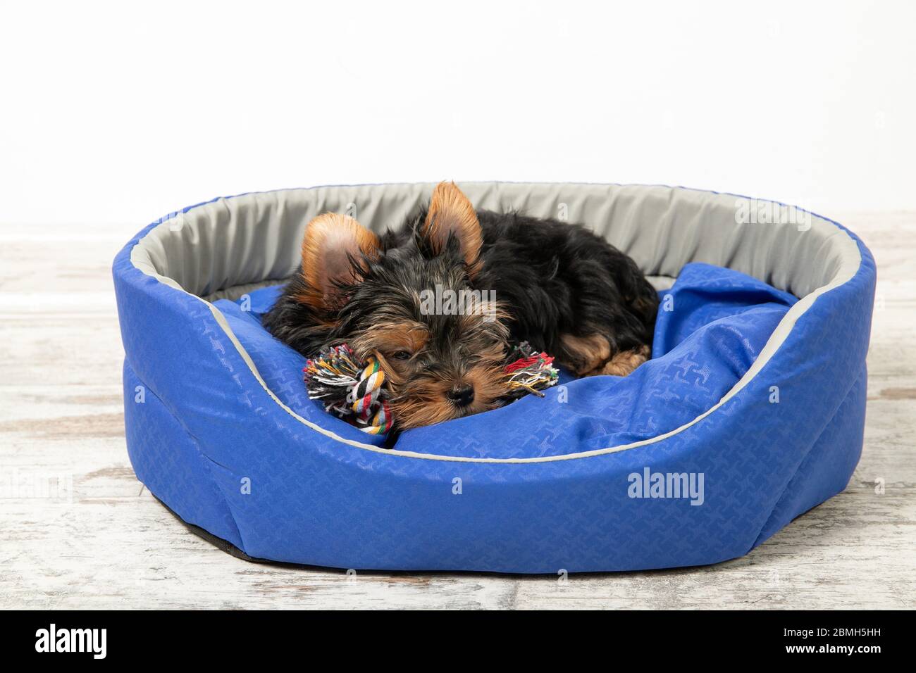 Un cucciolo si trova in una stanza in un letto per cani con un giocattolo Foto Stock