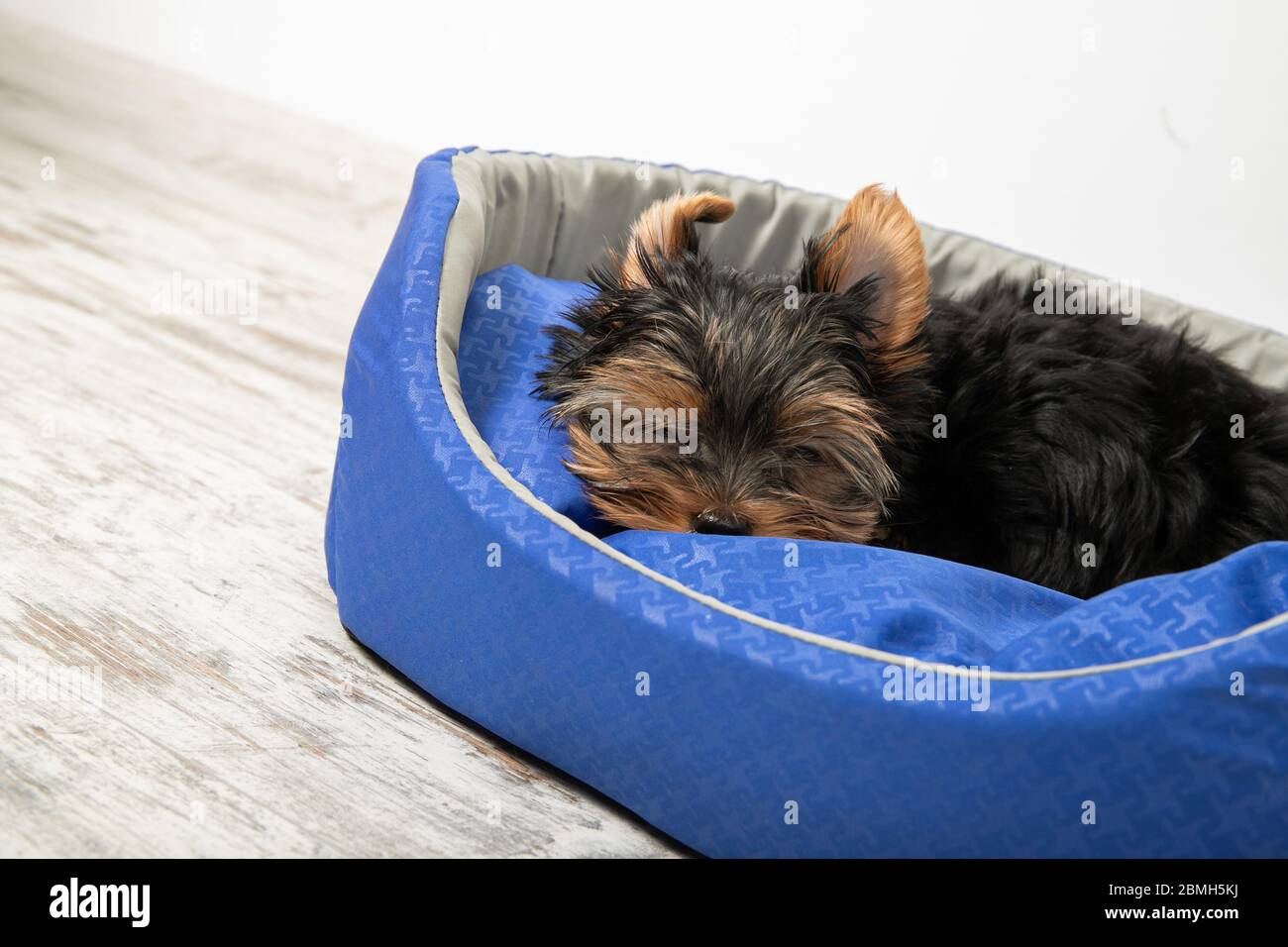 Un cucciolo dello Yorkshire Terrier dorme in una stanza in un letto per cani. Dormi, rilassati Foto Stock