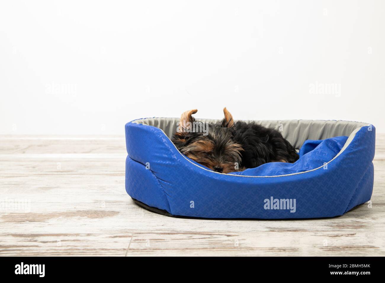Un cucciolo dello Yorkshire Terrier dorme in una stanza in un letto per cani. Dormi, rilassati Foto Stock