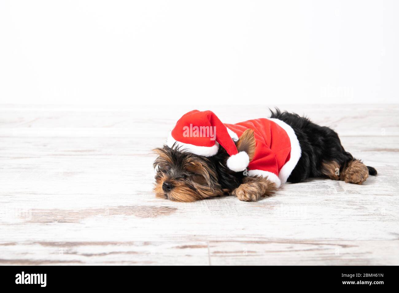 Un cucciolo è sdraiato in una stanza vestita come Babbo Natale. Vacanza. Anno nuovo Foto Stock
