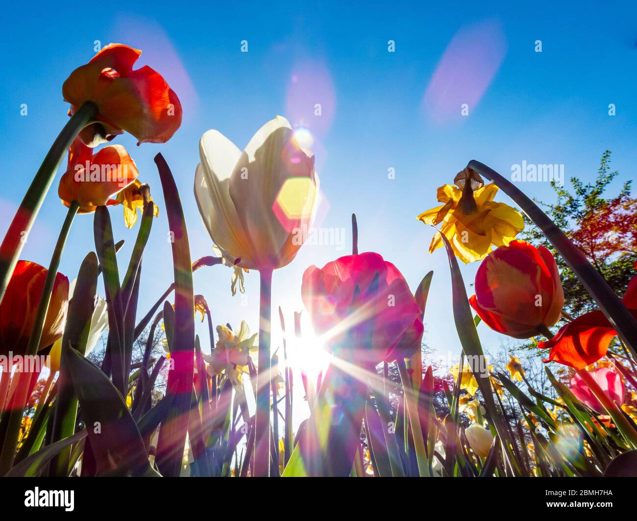 Tulipani in un giardino botanico e parco Foto Stock