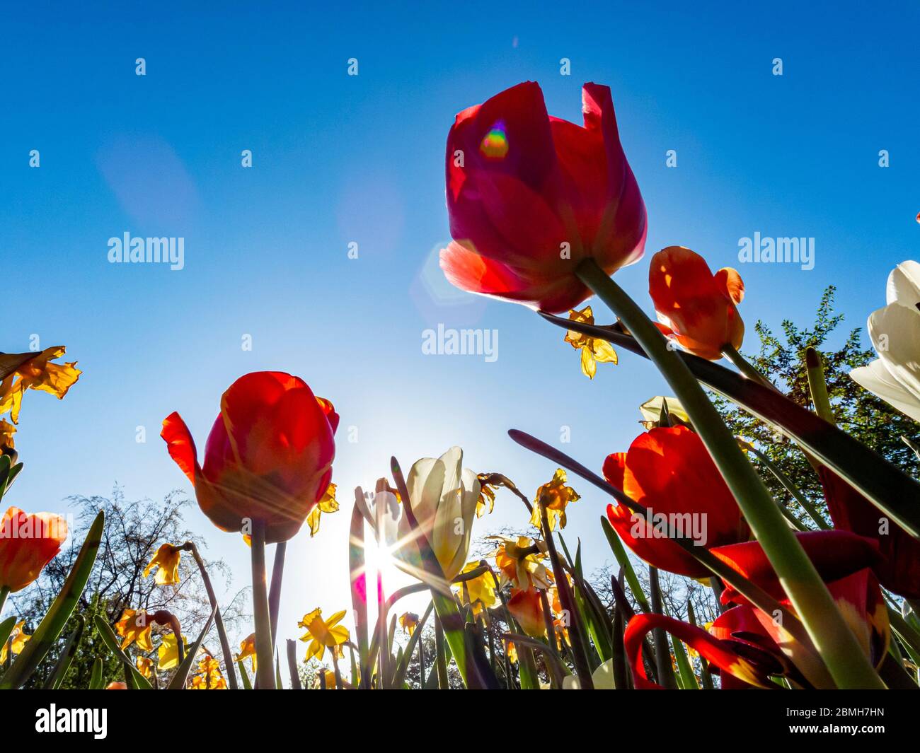 Tulipani in un giardino botanico e parco Foto Stock