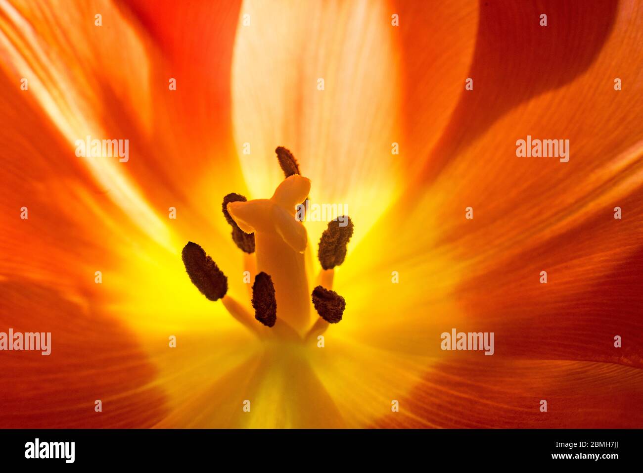 Tulipani in un giardino botanico e parco Foto Stock