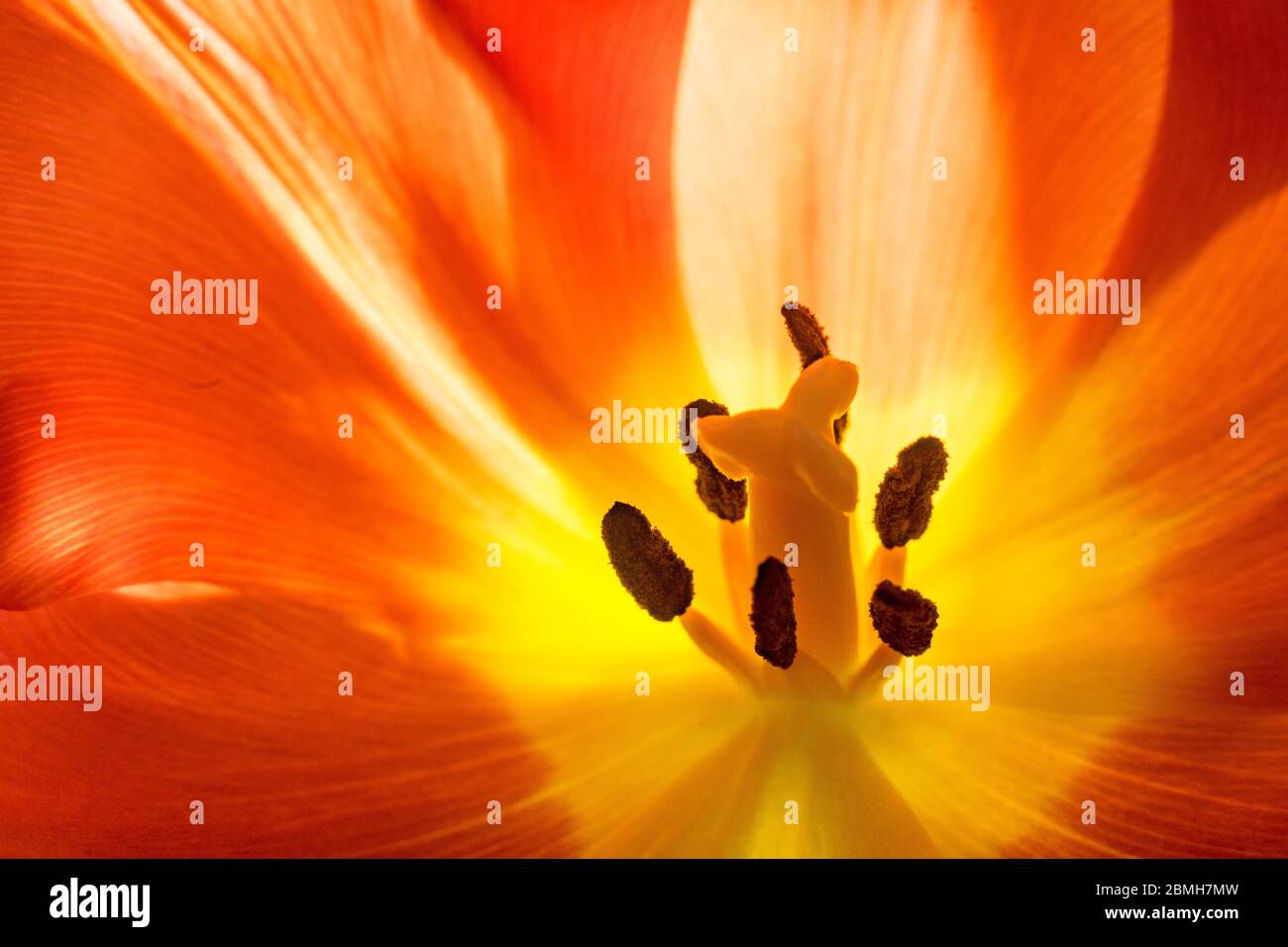 Tulipani in un giardino botanico e parco Foto Stock