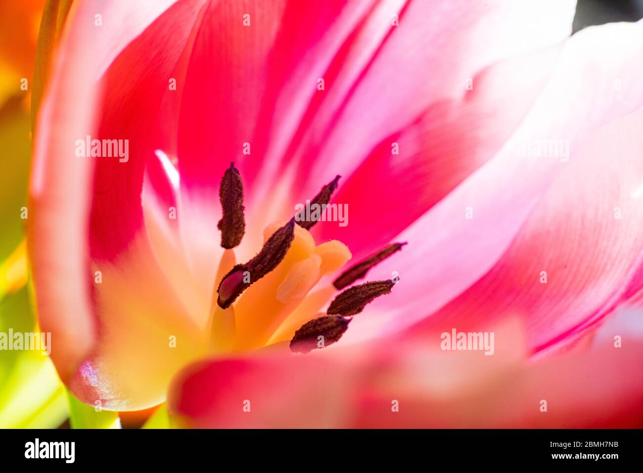 Tulipani in un giardino botanico e parco Foto Stock