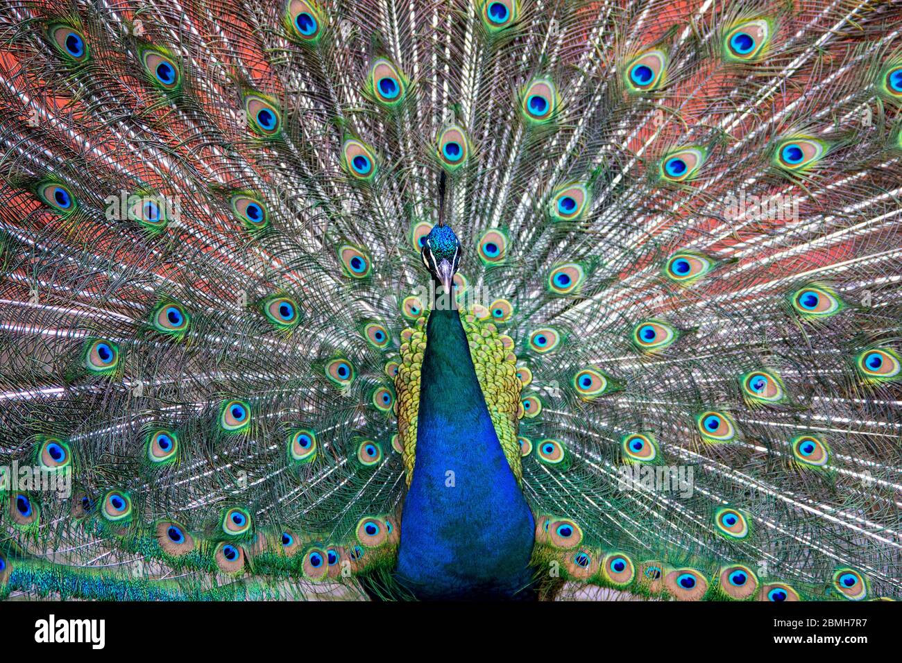 un iridato, colorato e magnifico pavone alla sua piena gloria Foto Stock