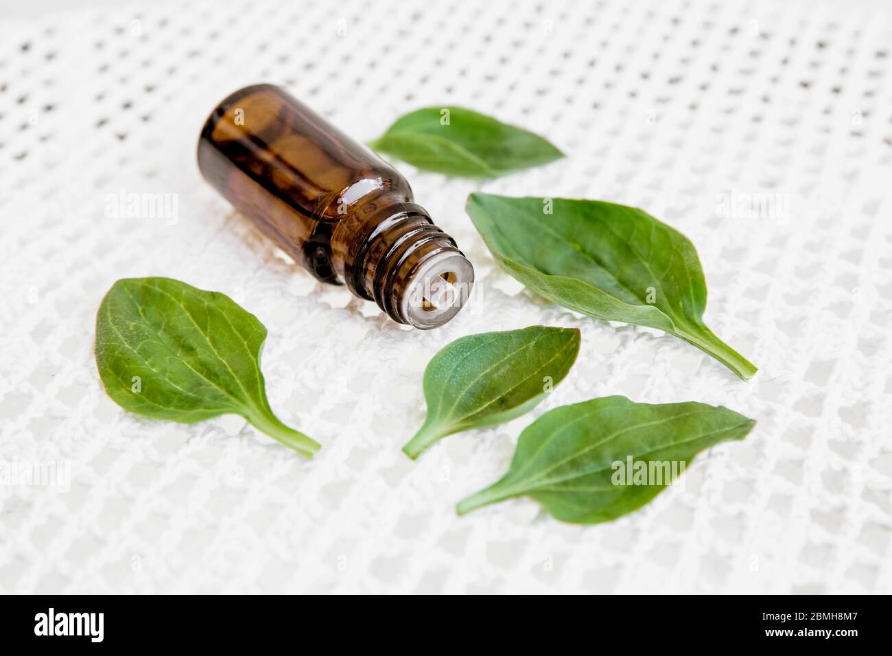 Plantago maggiore, piantana a foglia larga, piede bianco dell'uomo, o tintura più grande della piantina in bottiglia contagocce con foglie di pianta fresche. Foto Stock