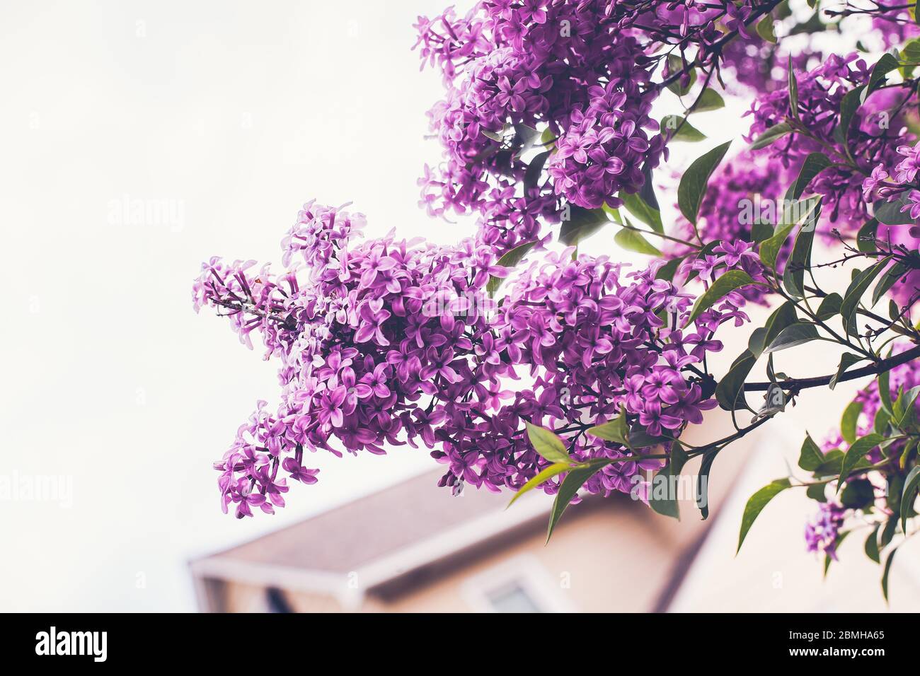 Splendidi flovers viola in primavera con tonalità pastello Foto Stock