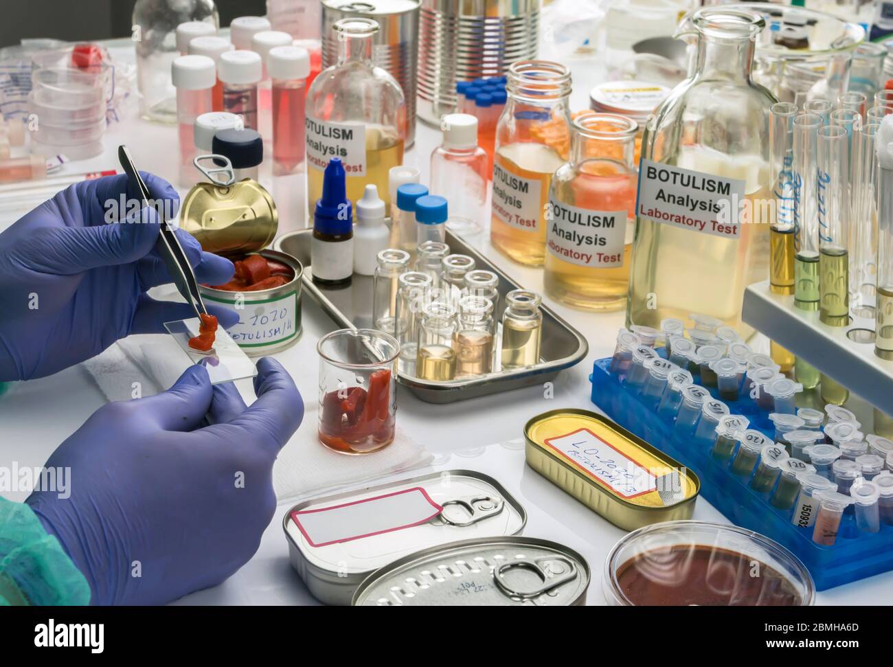 Uno scienziato di laboratorio esperto analizza peperoni rossi da un alimento inscatolato può analizzare l'infezione botulistica in gente malata, immagine concettuale Foto Stock