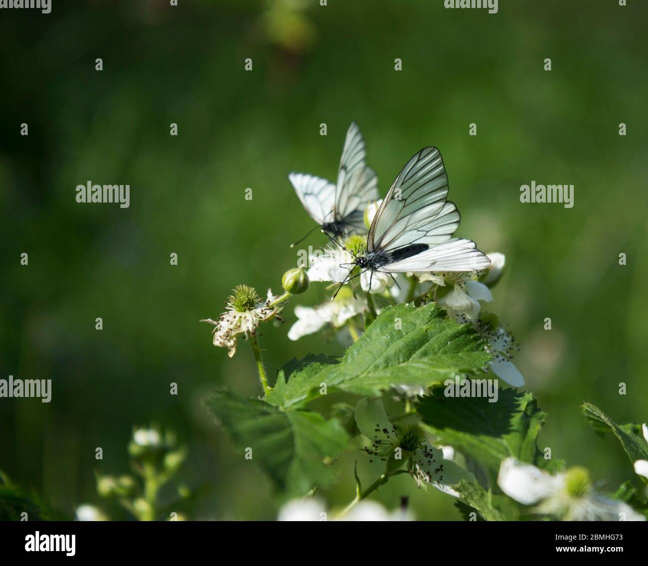 Farfalle sedettero su piante verdi sullo sfondo di un giardino estivo Foto Stock