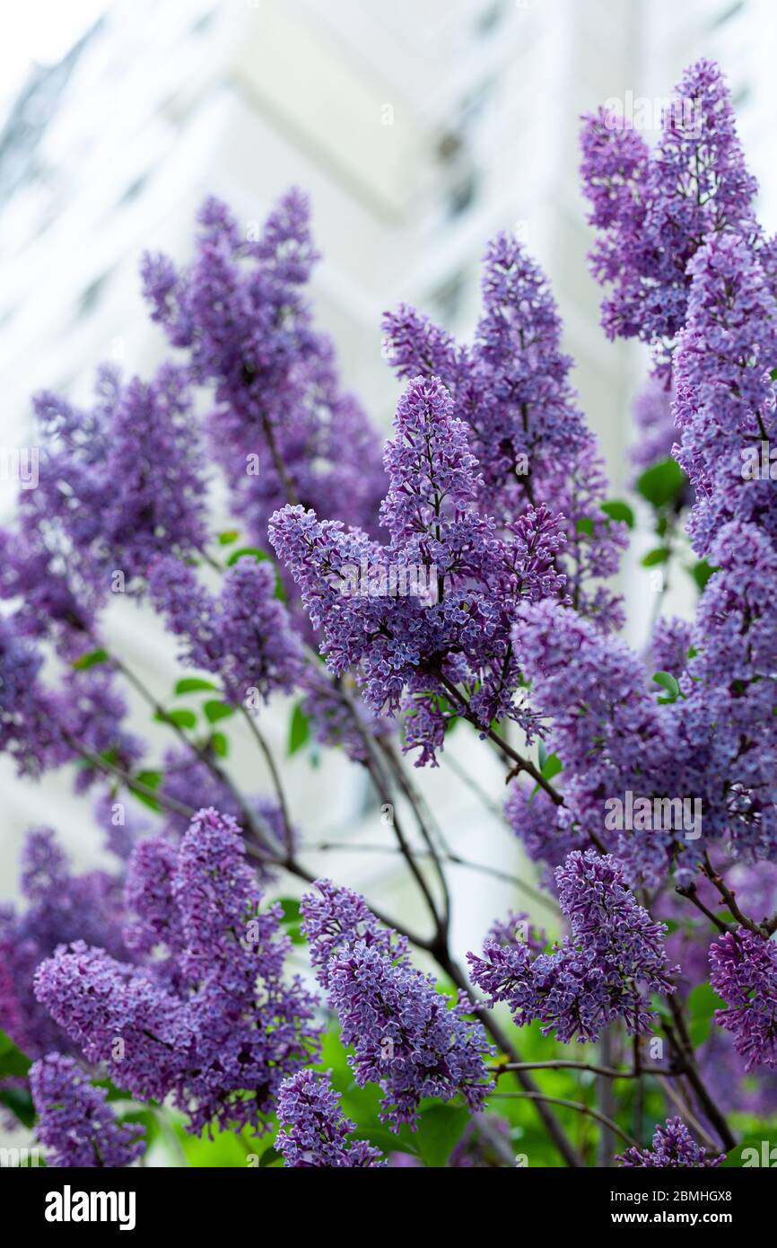 Cespuglio lilla vicino alla casa. Fioritura violetta in giardino. Bellissimo fiore di primavera. Sfondo floreale. Inserire il testo. Foto Stock