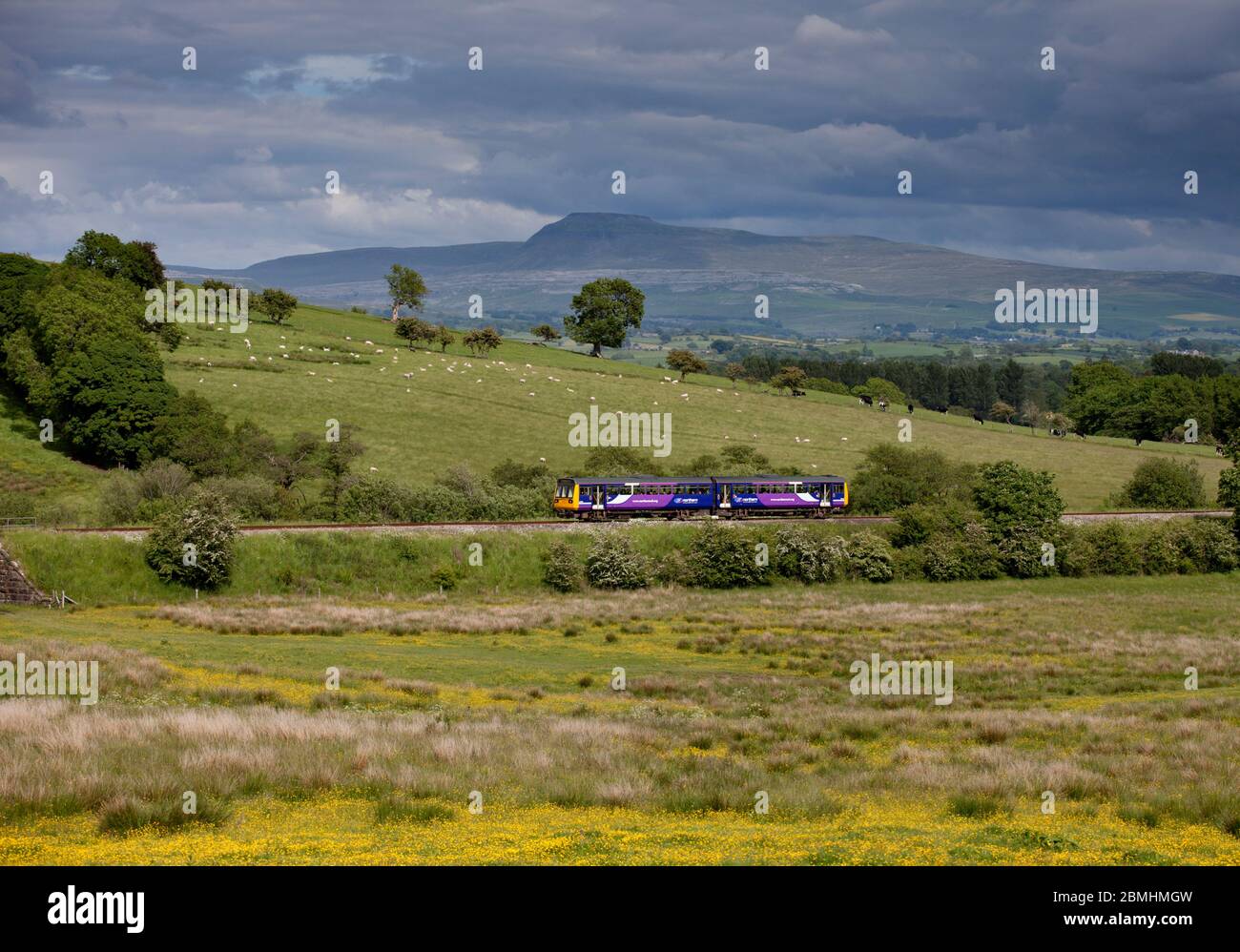 Treno di classe 142 del Nord, che passa attraverso la campagna ad Arkholme sulla panoramica linea ferroviaria 'Little North Western' con Ingleborough dietro Foto Stock