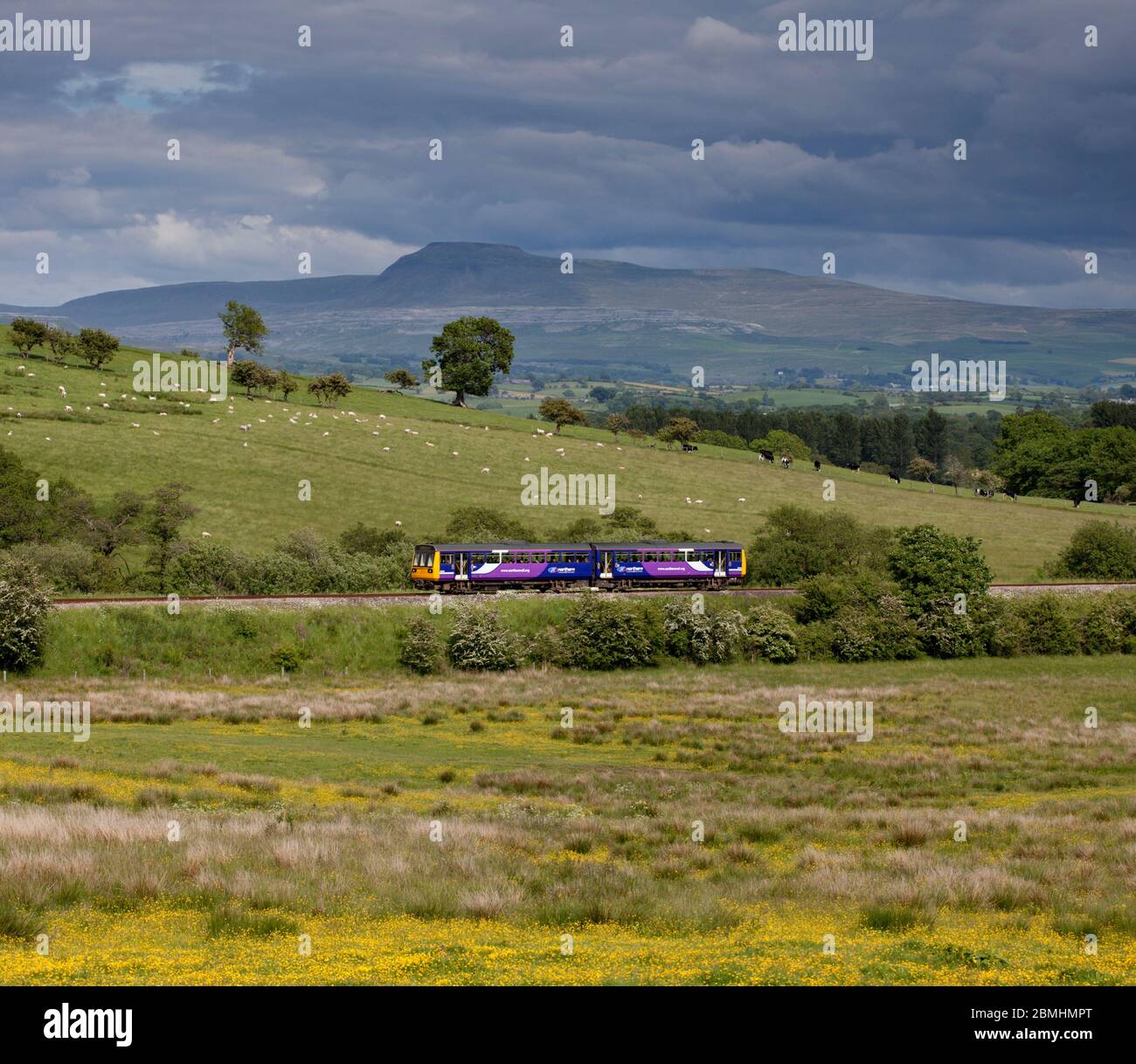 Treno di classe 142 del Nord, che passa attraverso la campagna ad Arkholme sulla panoramica linea ferroviaria 'Little North Western' con Ingleborough dietro Foto Stock