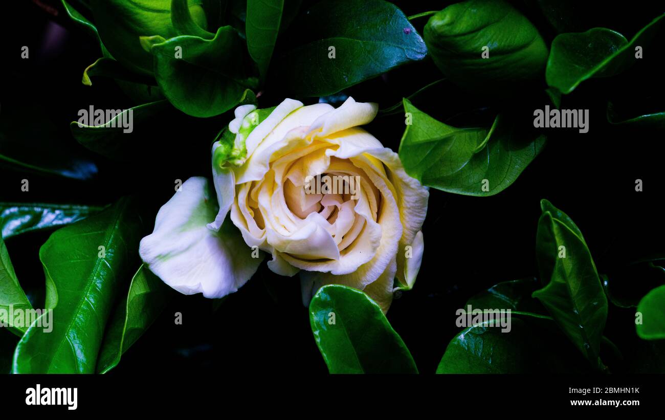 Fiore bianco con foglie verdi. Foto Stock