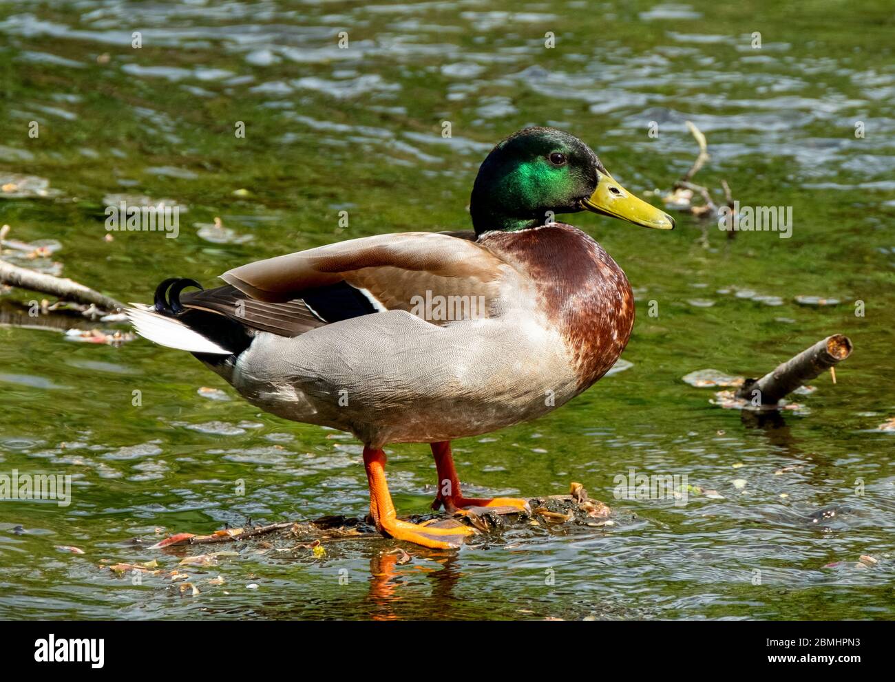 Mallard Duck drake (Anas platyrhynchos) sul fiume Almond, West Lothian, Scozia, Regno Unito. Foto Stock
