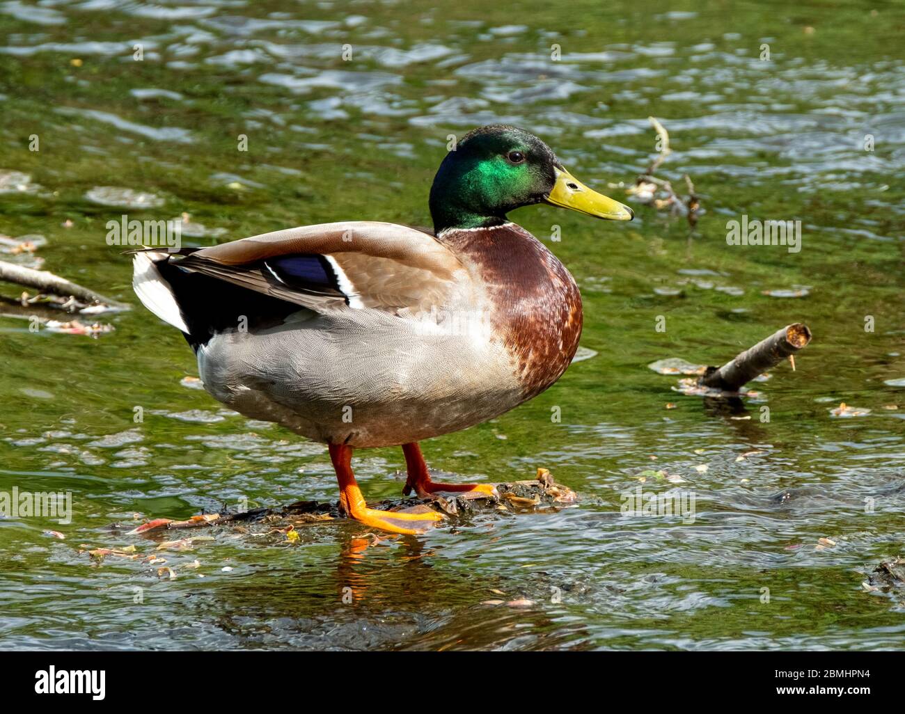 Mallard Duck drake (Anas platyrhynchos) sul fiume Almond, West Lothian, Scozia, Regno Unito. Foto Stock