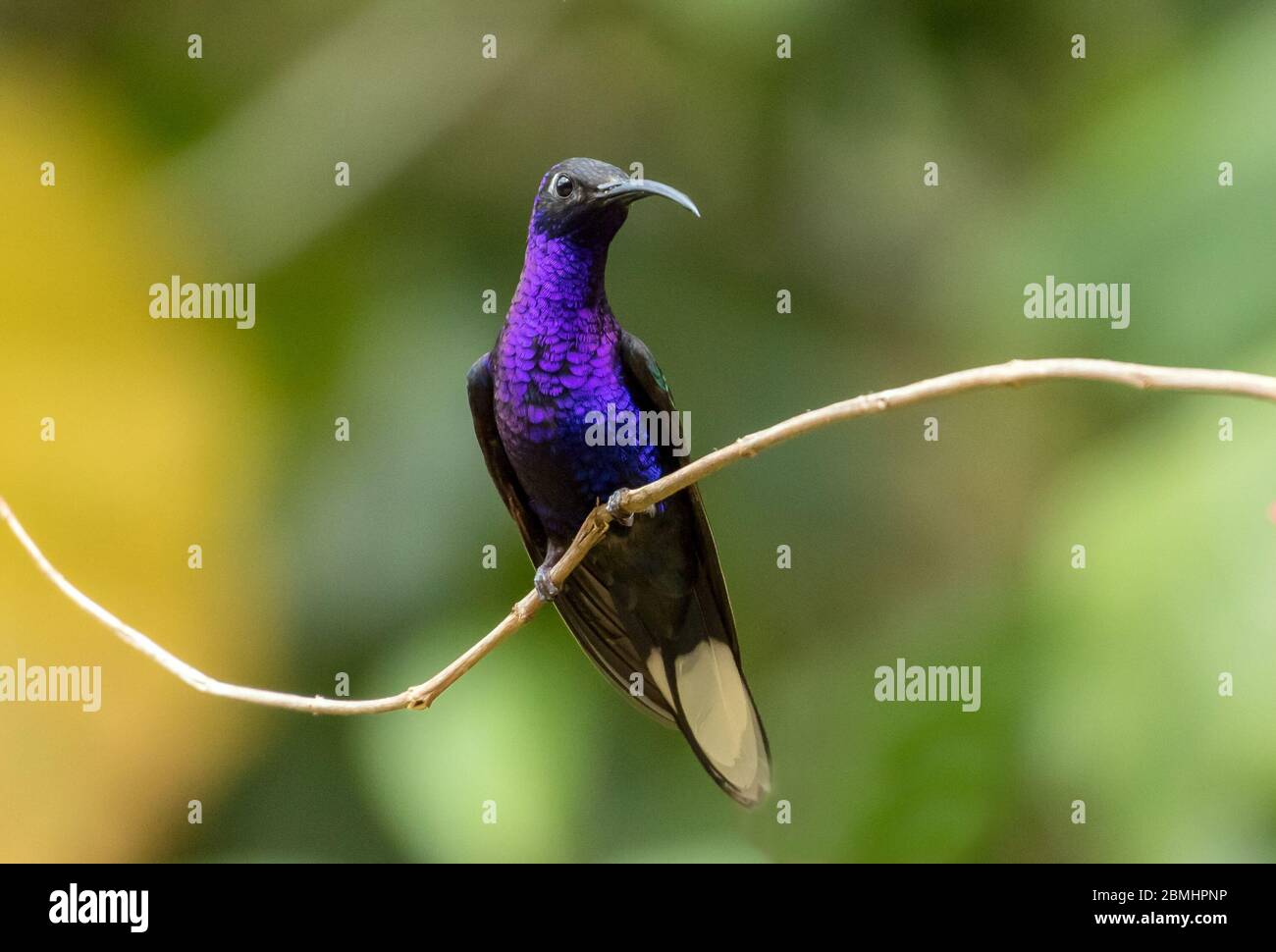 Primo piano di maschio Violet Sabrewing hummingbird (Campylopterus hemileucurus) che si arruola su un ramo in Panama.Range dal Messico, Costa Rica a Panama Foto Stock