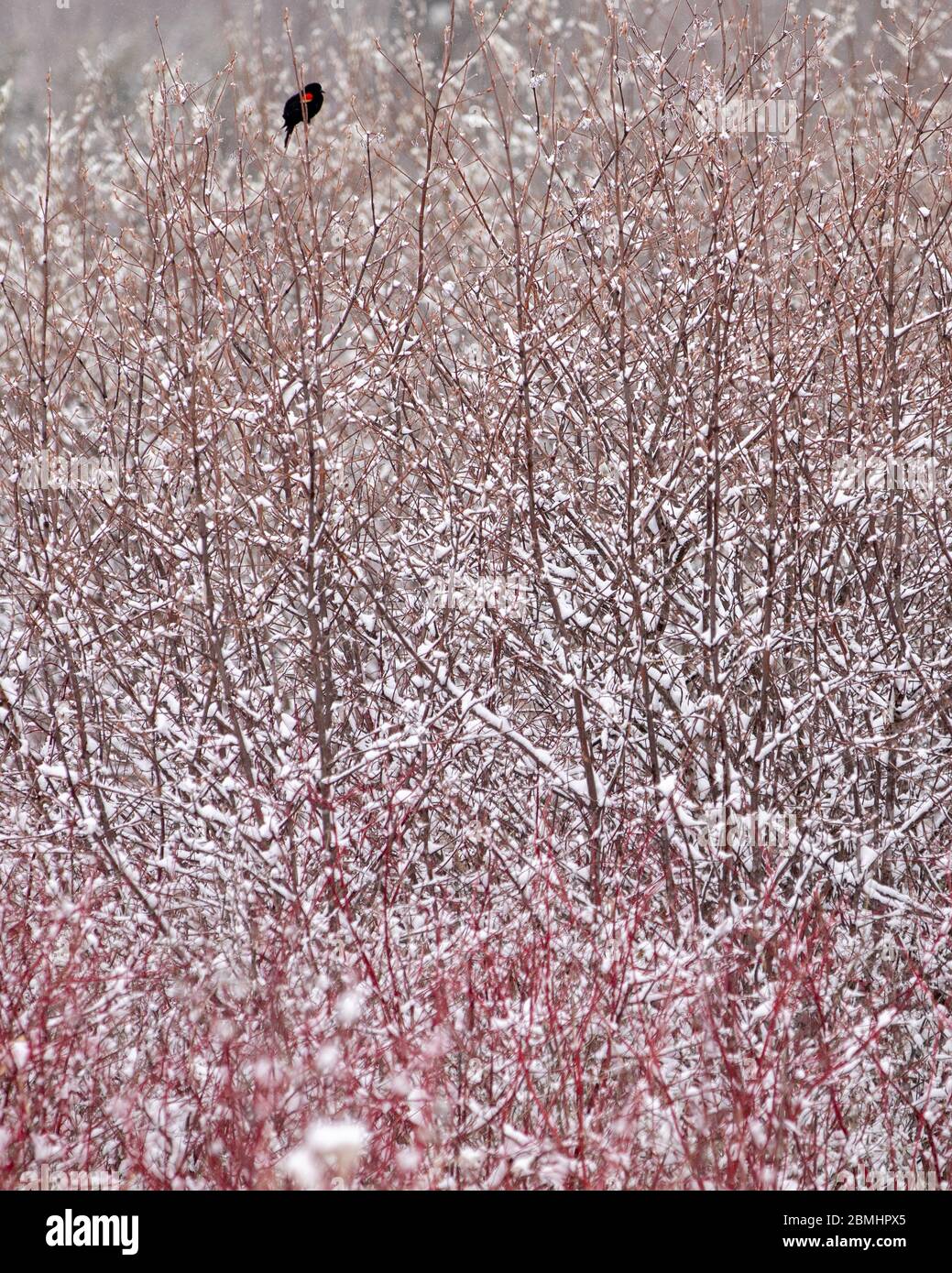 Otsego County, NY, USA: Blackbird ala rossa su un arbusto nevoso in una neve di fine stagione (aprile). Foto Stock