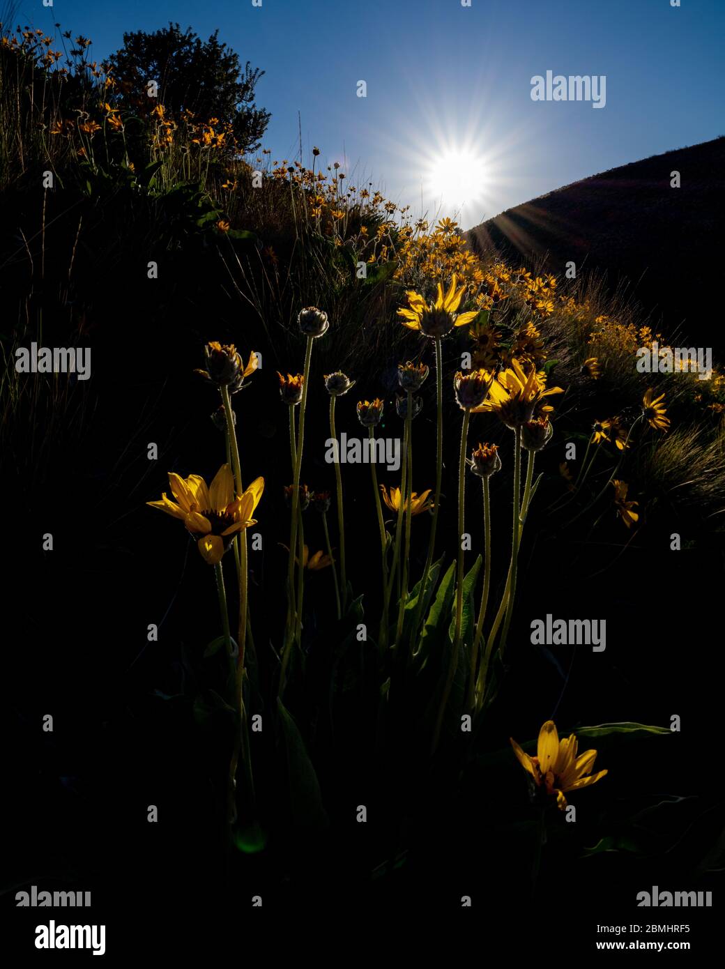 Alti fiori gialli raggiungono il sole la sera Foto Stock