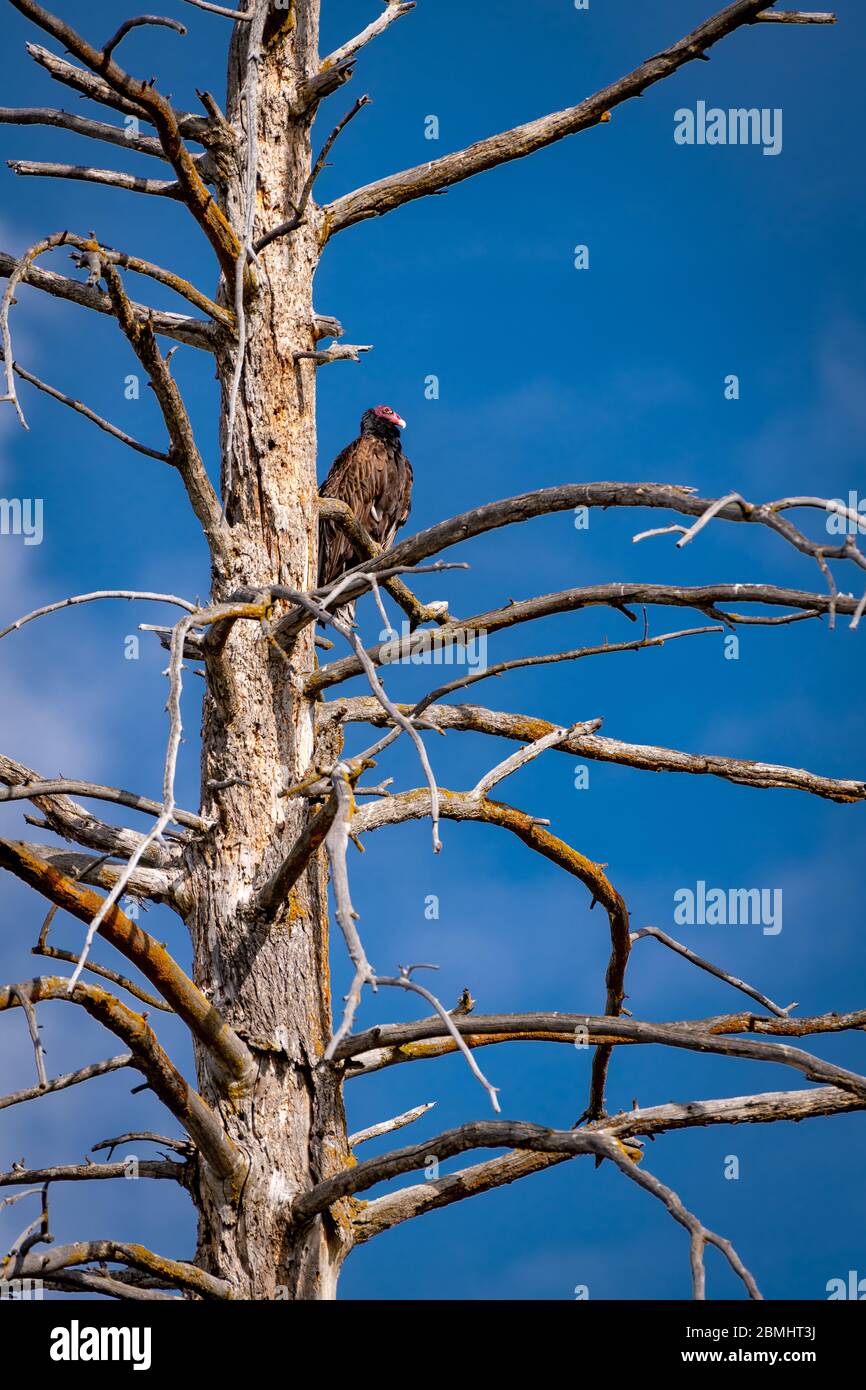 Alto in un albero un Vulture siede eyeing è pregare Foto Stock