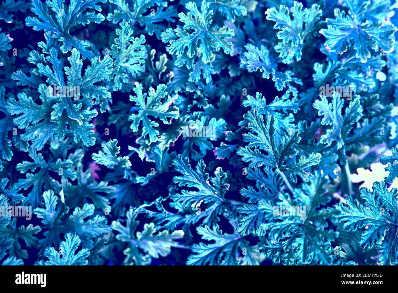 Texture foglie naturali. Natura sfondo di foglie fresche nei colori blu e viola. Umore notturno. Foto Stock