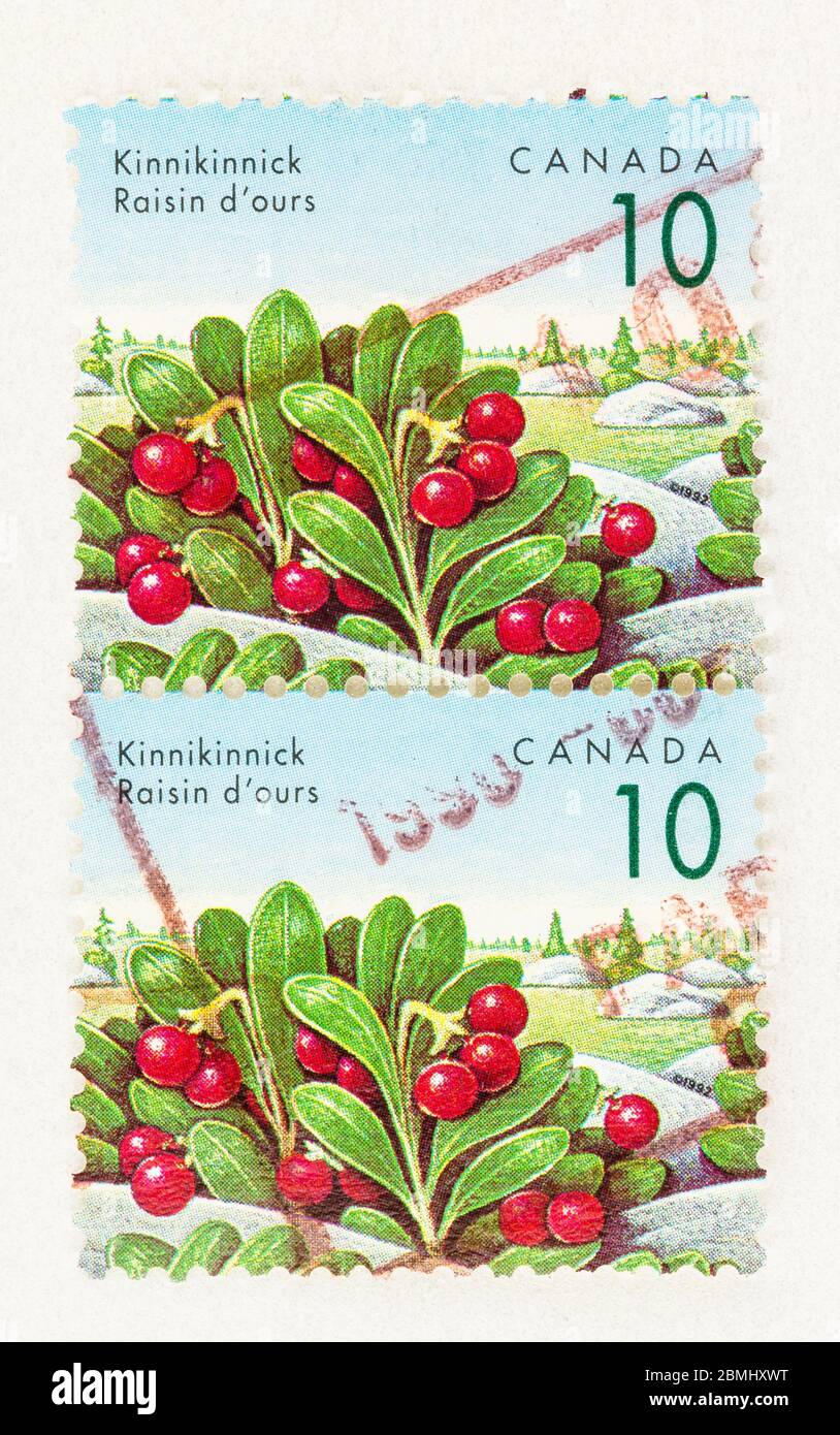 SEATTLE WASHINGTON - 8 maggio 2020: Primo piano della pianta di Kinnichinnick con bacche rosse su francobollo canadese definitivo del 10 cent. Scott n. 1354 Foto Stock