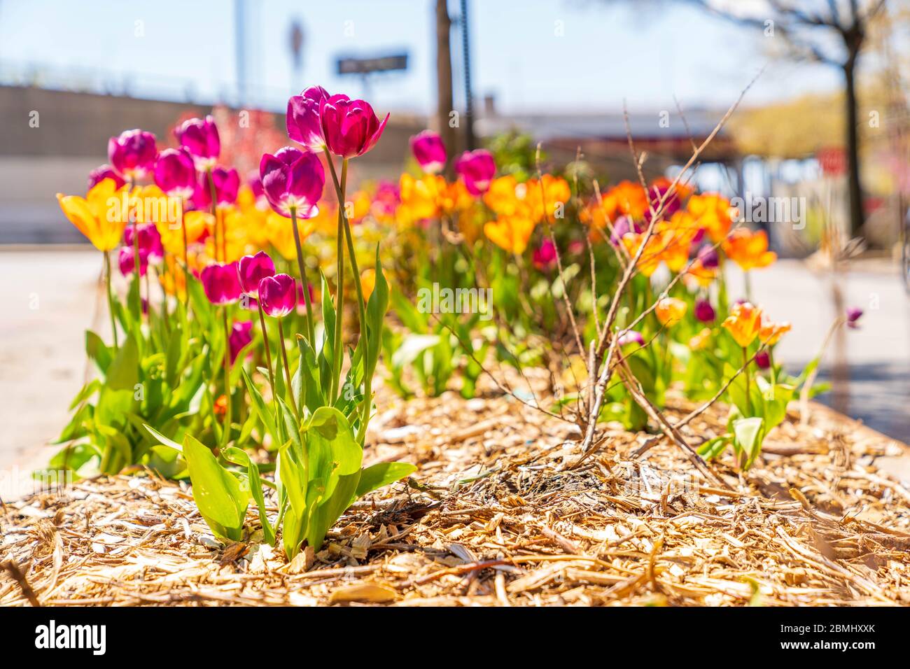 Splendidi tulipani a New York. Foto Stock