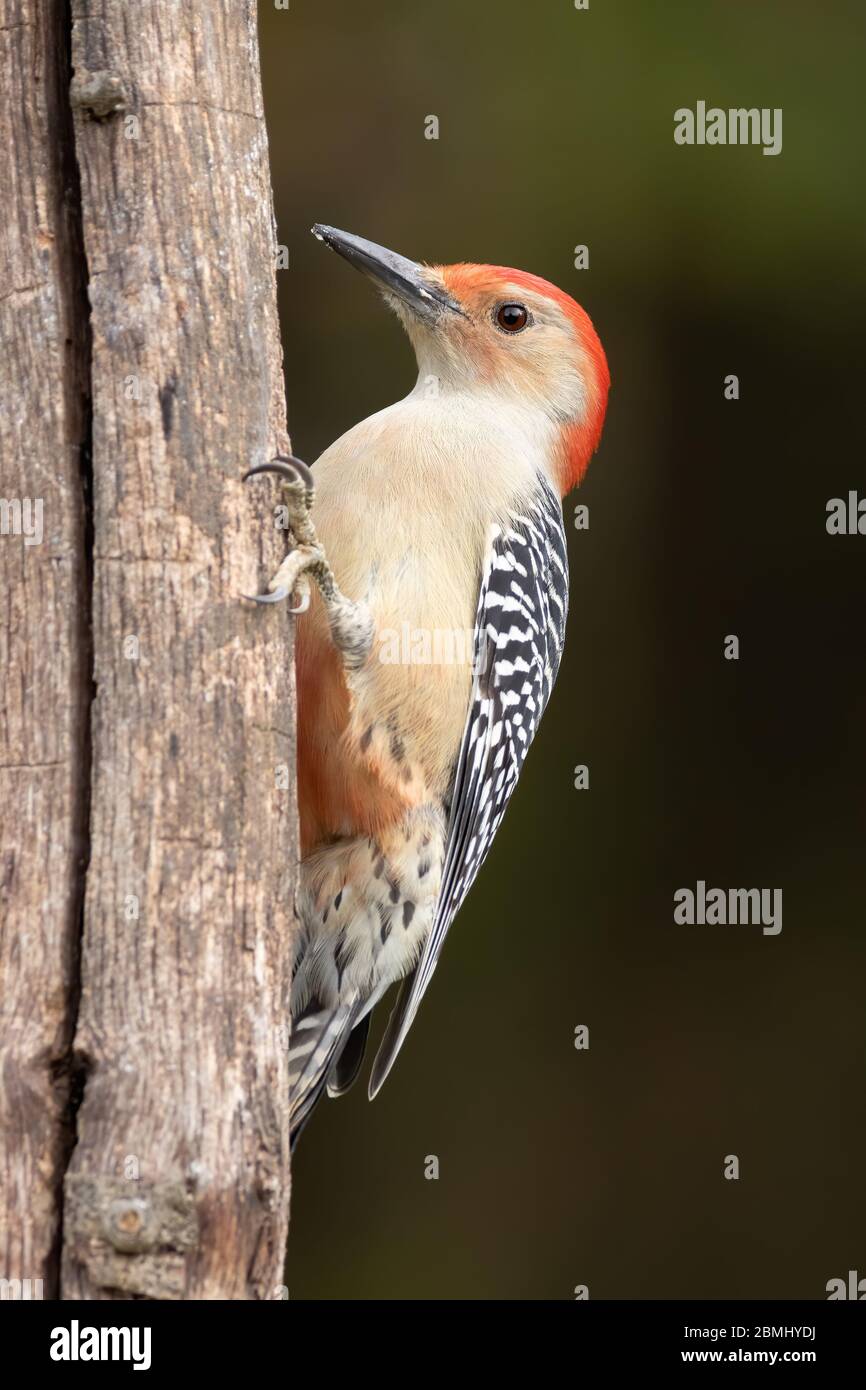 Un picchio rosso a ventre agganciato ad un albero. Foto Stock