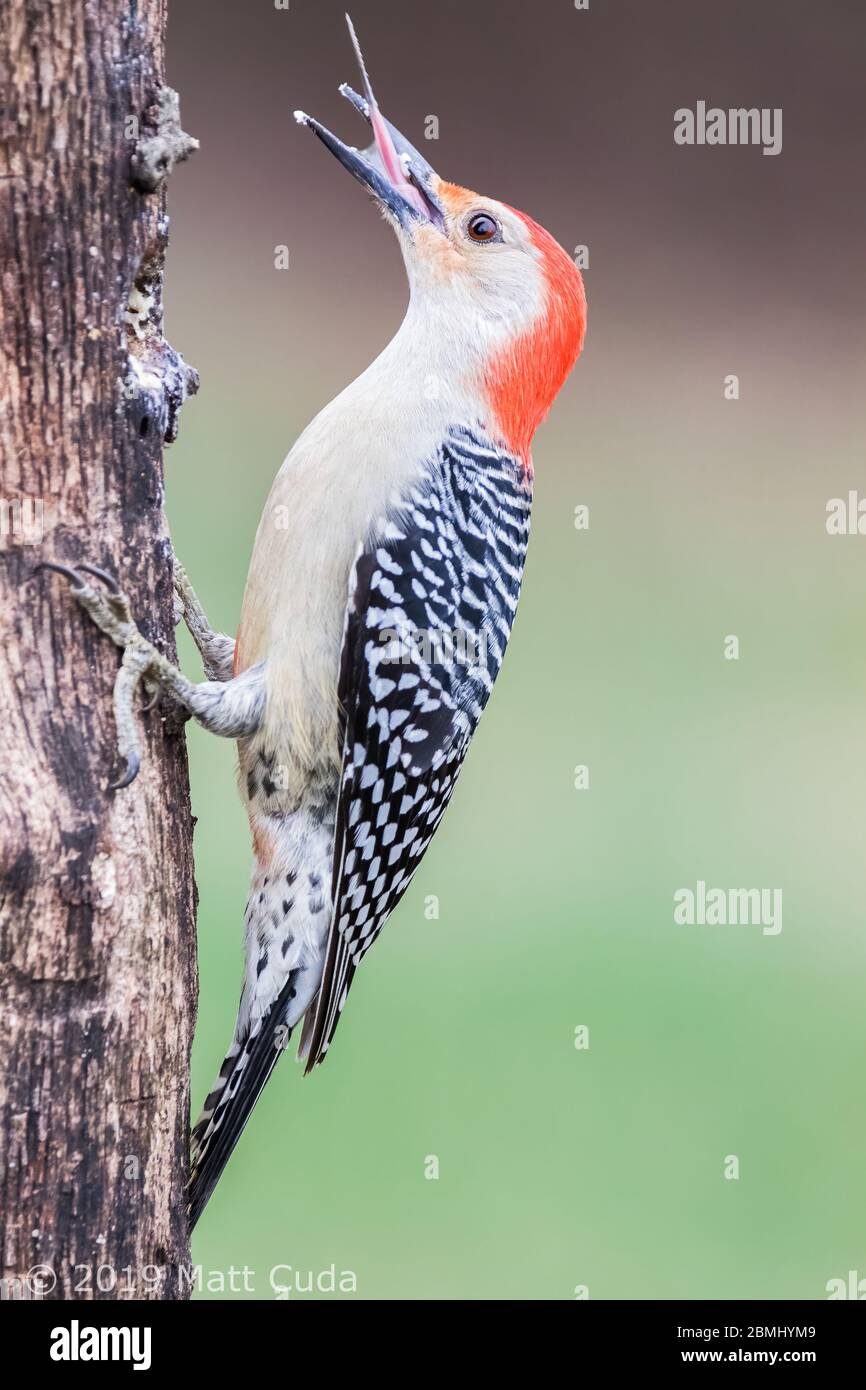 Un picchio rosso-bellied che mostra il suo barbuto, freccia come lingua. Foto Stock