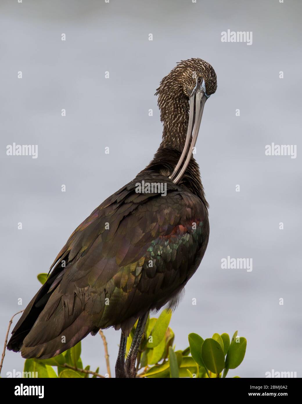 Una preening ibis lucida Foto Stock
