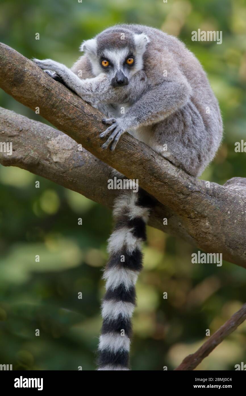 Un anello-tailed lemur guarda attentamente al fotografo. Foto Stock