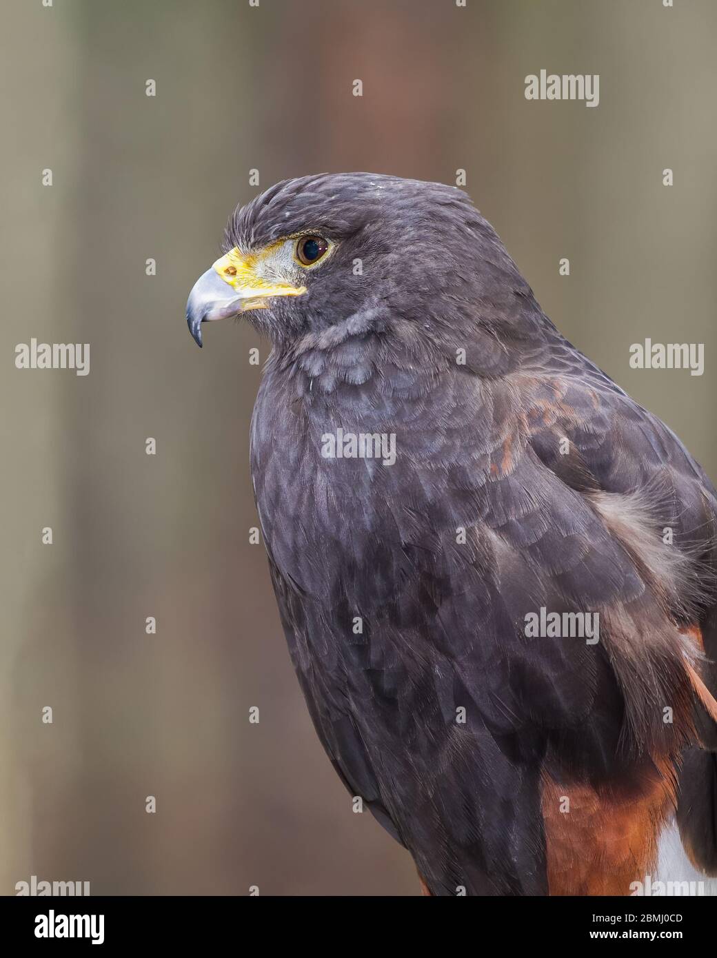 Harris Hawk ritratto Foto Stock