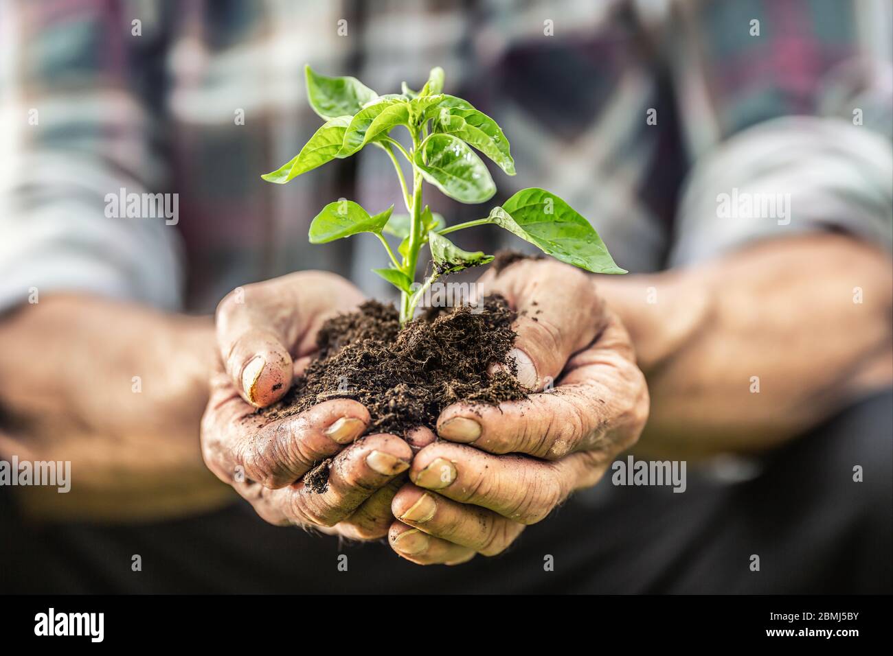 Particolare delle mani dell'uomo anziano che tiene il semedling verde crescente che cresce dal suolo. Foto Stock