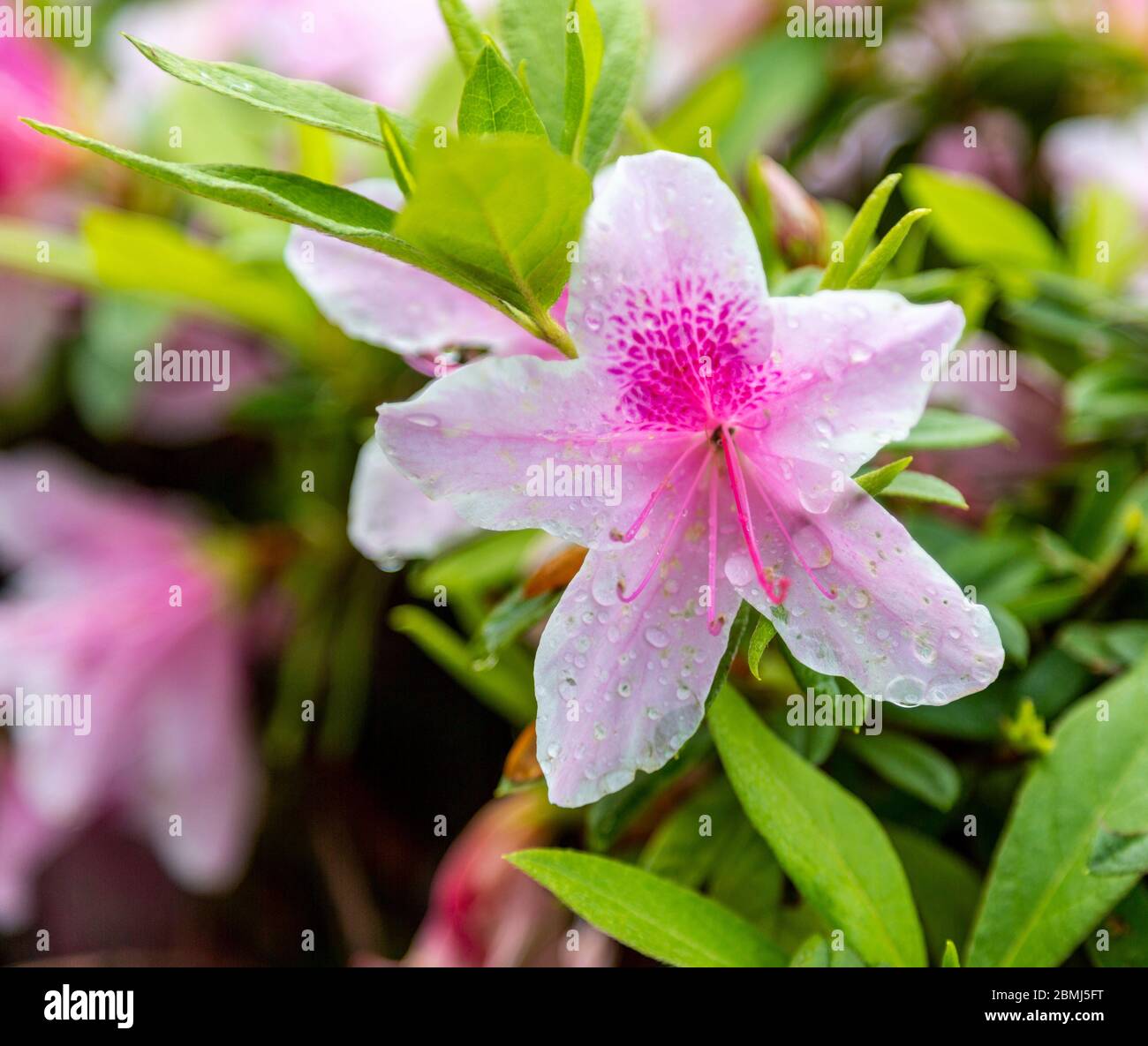 Foto di primo piano di un fiore rosa e bianco a forma di stella di rododendro con gocce di pioggia sui petali di fiore. Foto Stock Foto di primo piano di un fiore rosa e bianco a forma di stella di rododendro con gocce di pioggia sui petali di fiore. Foto Stock