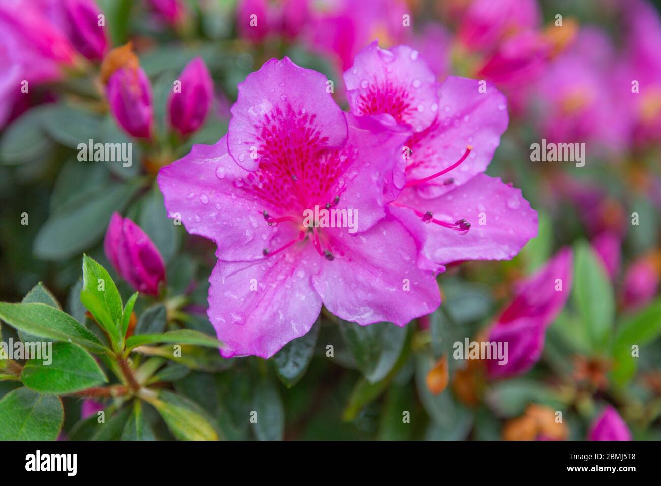 Foto macro di primo piano di un fiore rosa di rododendro a forma di stella con gocce di pioggia su petali su sfondo rosa e verde. Foto Stock Foto macro di primo piano di un fiore rosa di rododendro a forma di stella con gocce di pioggia su petali su sfondo rosa e verde. Foto Stock