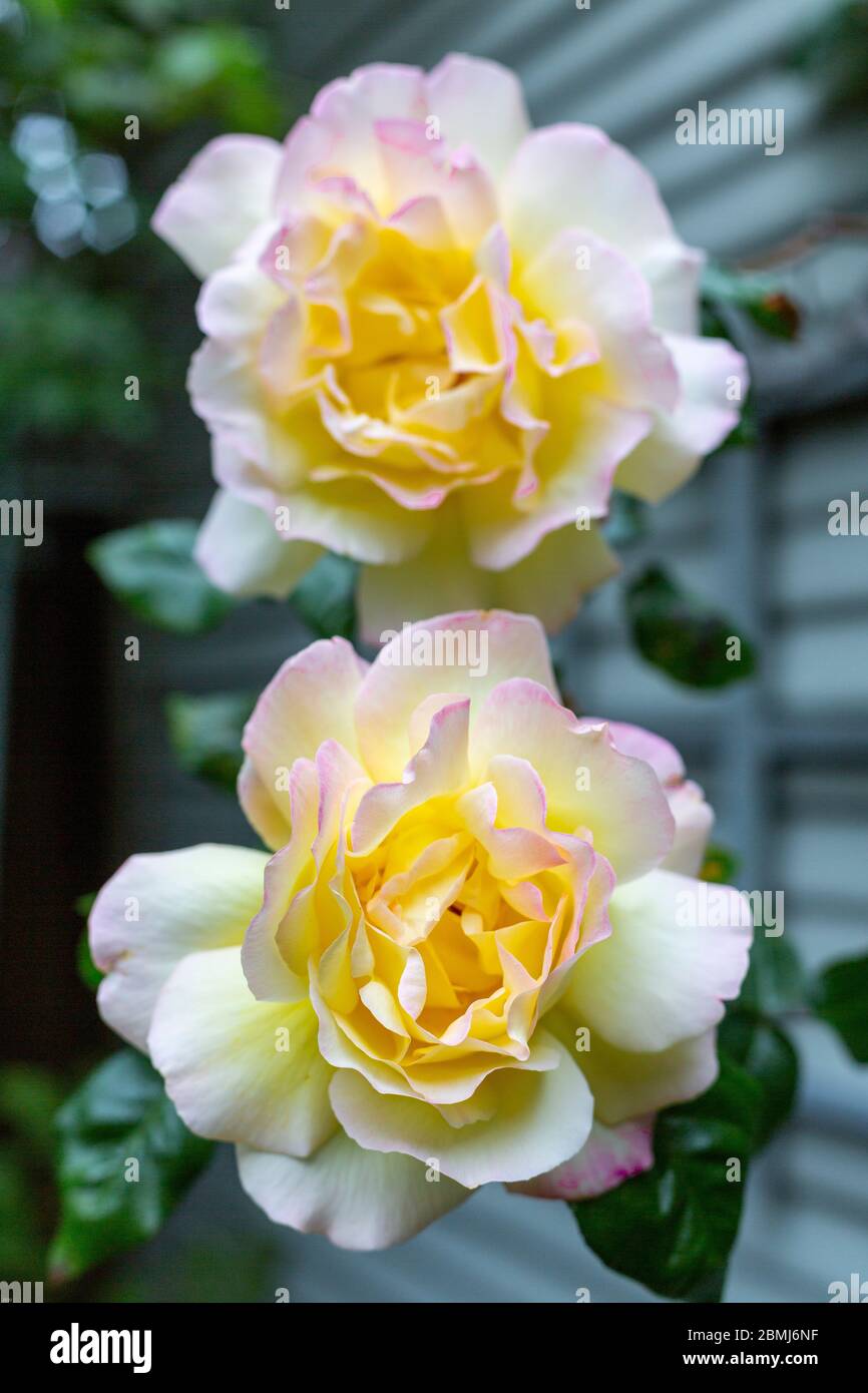 Due Rosa 'Mame A. Meilland, rose. Due grandi fiori di colore da giallo  chiaro a crema, leggermente spazzati ai bordi dei petali con rosa cremisi  Foto stock - Alamy
