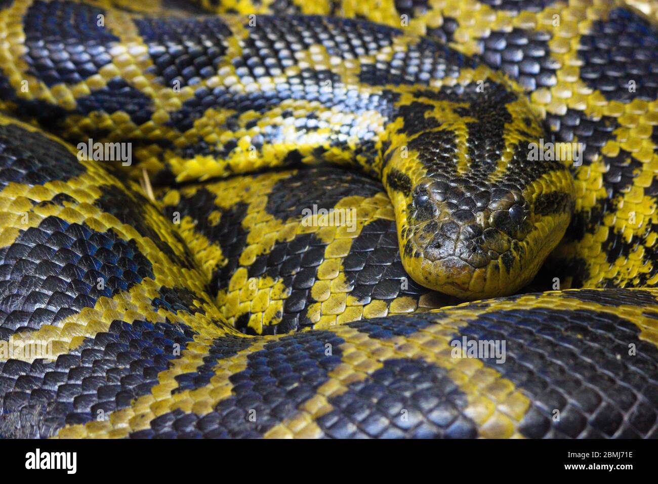 Serpente di pitone birmano arricciato grande (Python bivittatus) Foto Stock