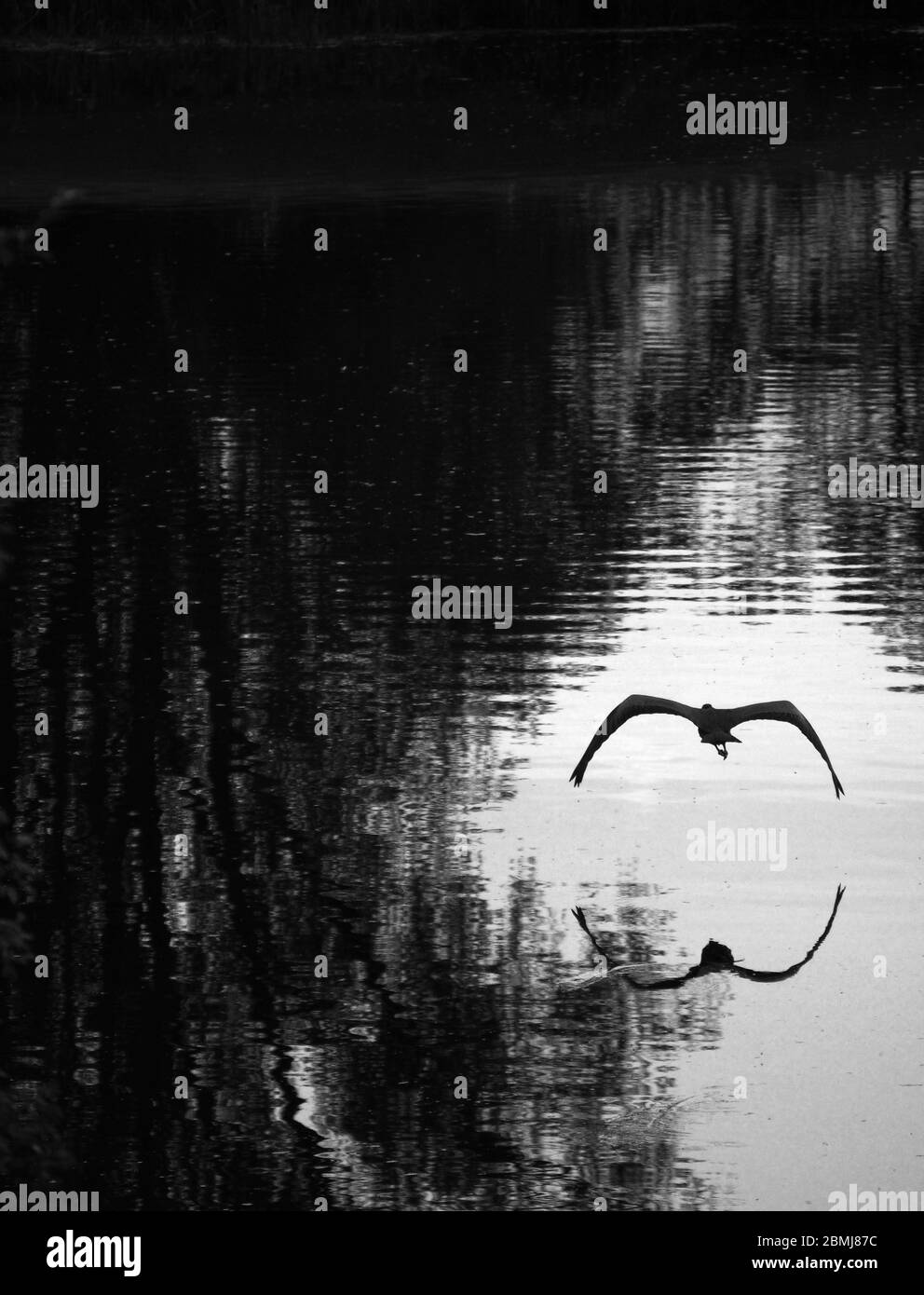 Silhouette di un Erone grigio (Ardea Cinerea) che si affaccia su un lago a Northampton, Regno Unito Foto Stock