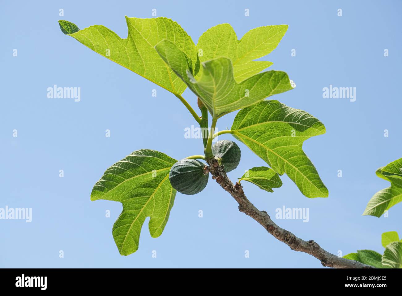 Delizioso fichi verdi piante foglie ramo cielo blu sfondo, fico del cilento Foto Stock