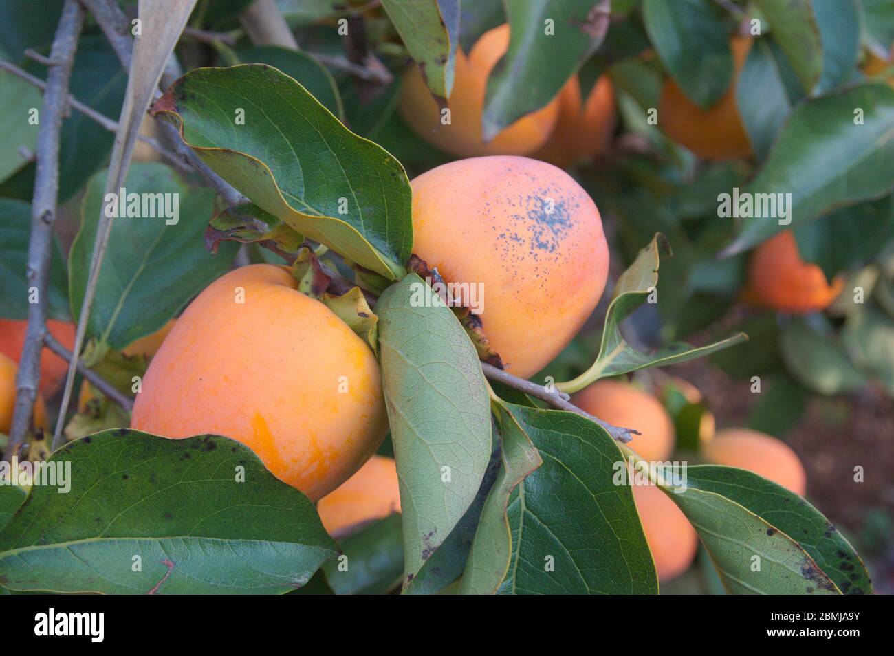 Immagine di un ramo dell'albero del persimmone che mostra alcuni frutti danneggiati da un'eccessiva radiazione solare Foto Stock