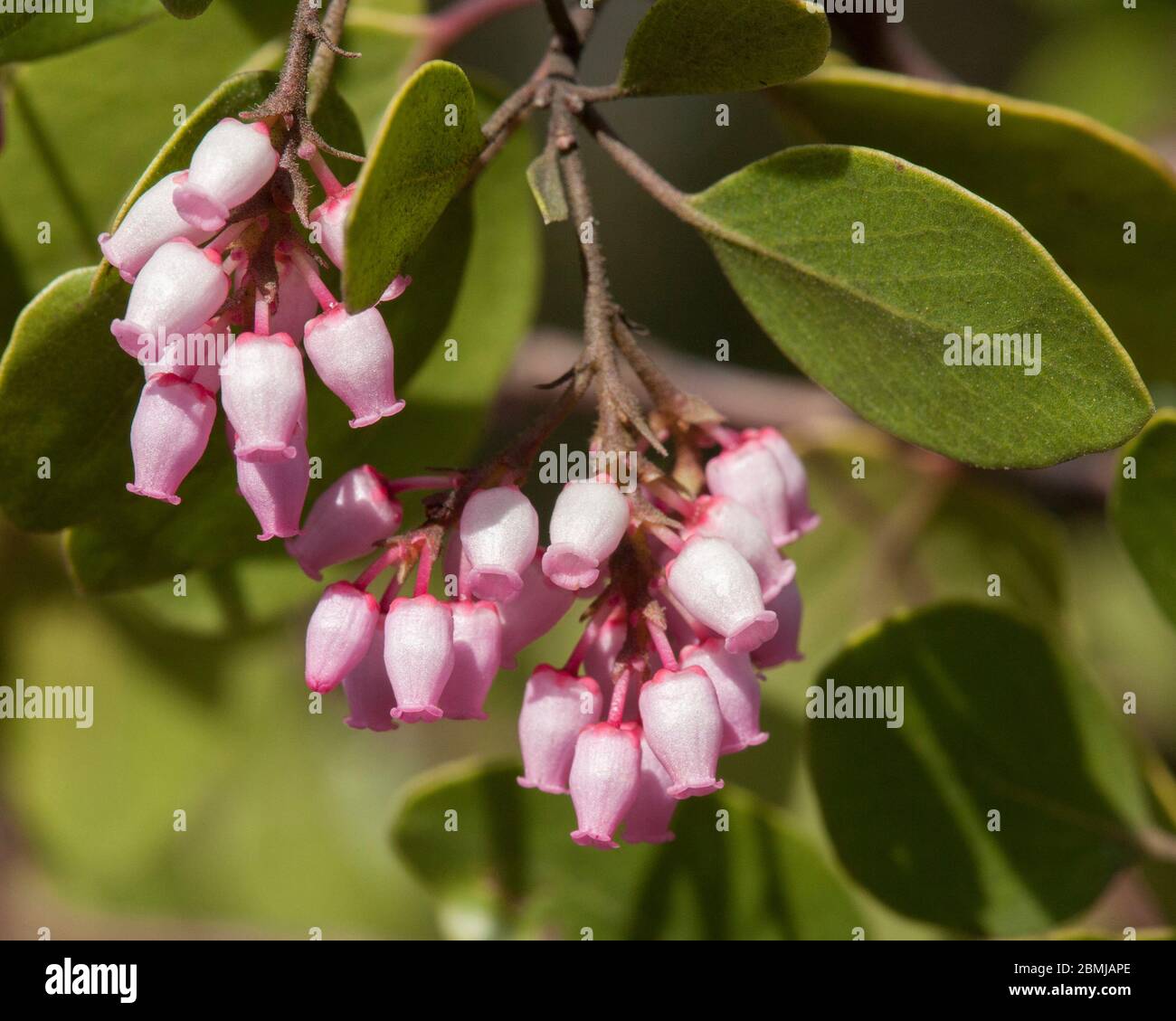 Il Manzanita verde (Arctostaphylos patula) prospera nei suoli vulcanici delle Cascate dell'Oregon, e sono comuni lì. Questo esemplare è al lago Crescent Foto Stock