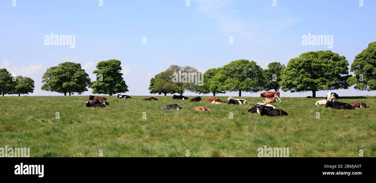 Mucche su Beverley Westwood comune pascolo terra rurale Yorkshire UK Foto Stock