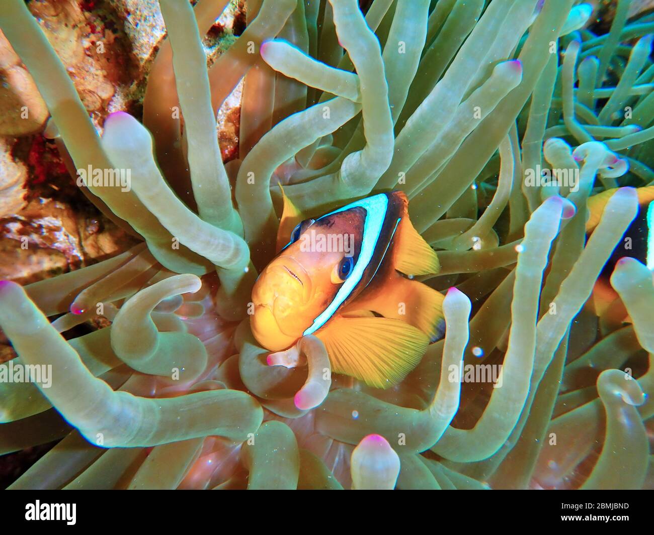 Pesce NEMO, anemone marino, anemone, anfibio, anfibio, pesce pagliaccio Foto Stock