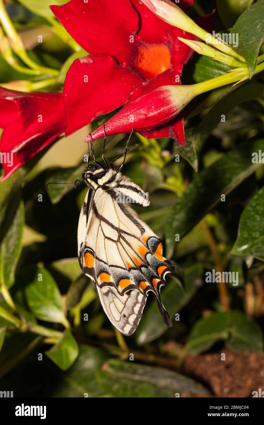 Farfalla appena emersa lavorando sul pompaggio delle sue ali Foto Stock