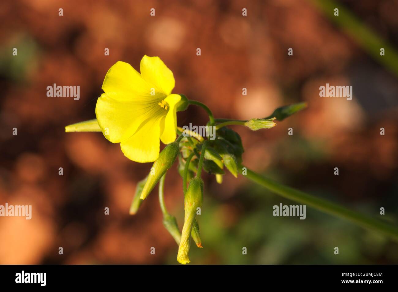Immagine di un ramo di Oxalis pes-caprae che mostra alcune gemme di fiori accanto ad un fiore giallo già aperto di questo esemplare simile a trifoglio Foto Stock